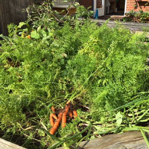 Carrotharvest3), thumbnailIMG8263