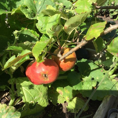 apples22), thumbnailIMG8262