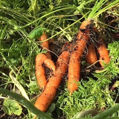 curlycarrots