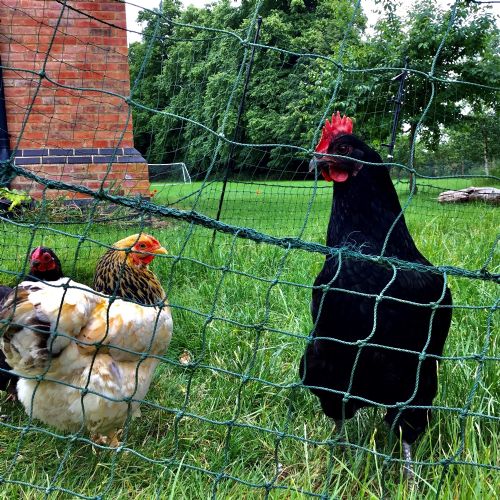 The Chickens