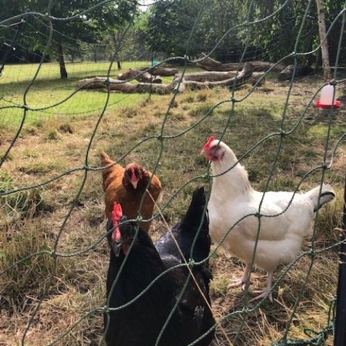 chickensinthelatesummersun