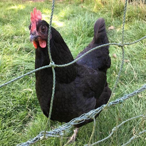 happyhen