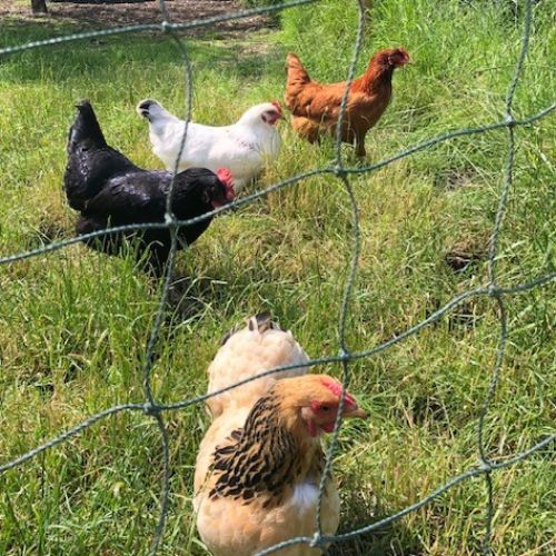 happyhens