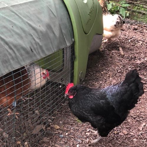 newchickens3