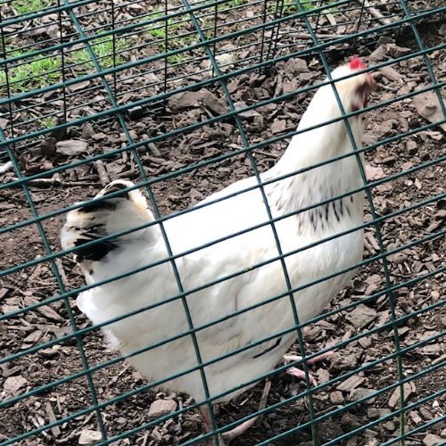 newchickens4