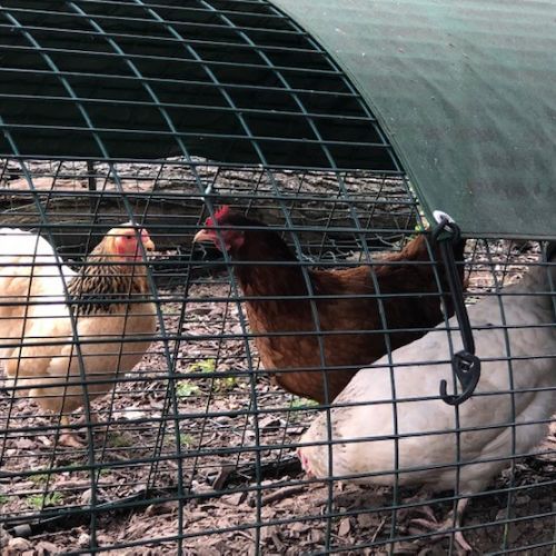 newchickens5