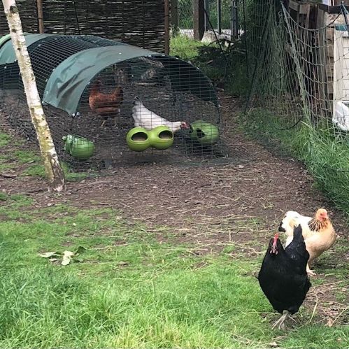 newchickens6