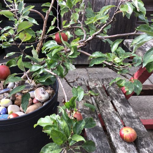 School Garden