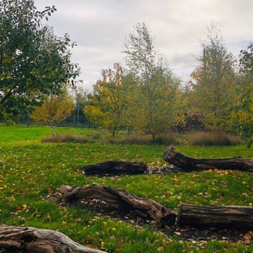 Autumngrounds2