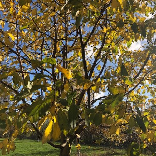 Autumnleaves