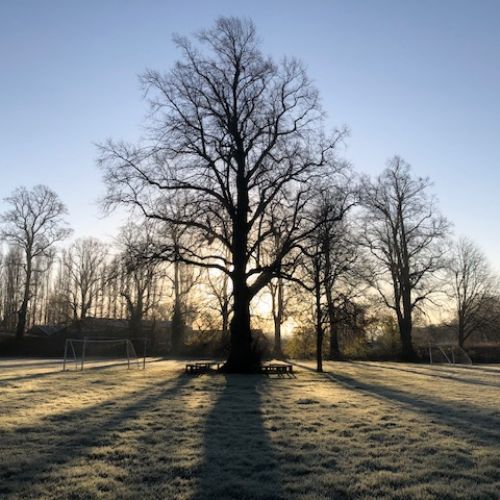 frostygarden